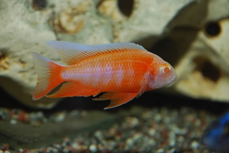 Albino Eureka Red Peacock 3rd Generation Line Breeding Cichlid Fish Forum